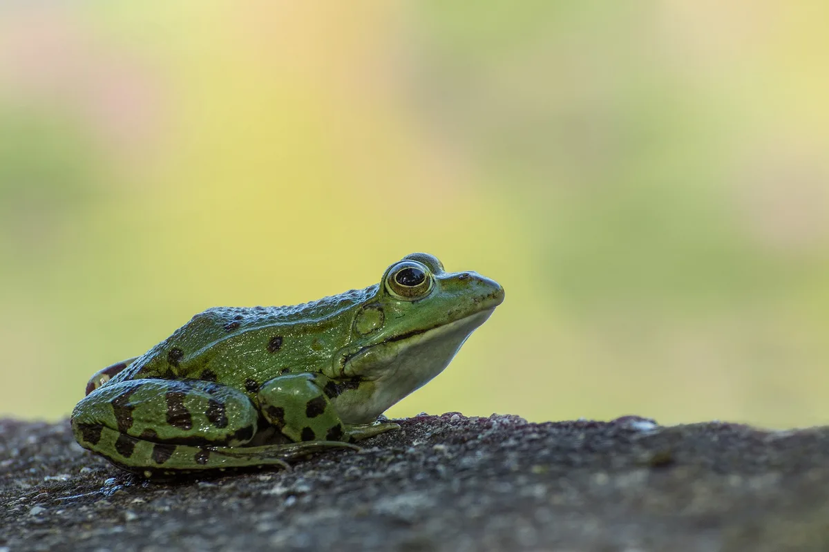 0ff36d138be7b2735f9bd481ba311147e93c8f82 Pro Jahr werden über 20'000 Tonnen Fleisch in die Schweiz importiert. Die Menge an Froschschenkeln dürfte angesichts der tieferen Beliebtheit kleiner sein. (Bild Pixabay)