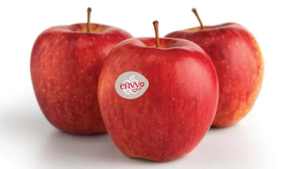 0c8e0e461728bb3ea7811cd89ea37145000d0efc Mit seinem süssen Geschmack und der festen Konsistenz eigne sich Envy® zum Rohessen, zum Kochen wie zum Backen. (Bild Fenaco)