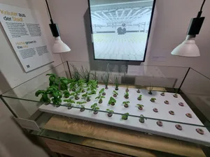 Landwirtschaft in der Stadt? Eine Möglichkeit der Lebensmittel-Produktion der Zukunft.