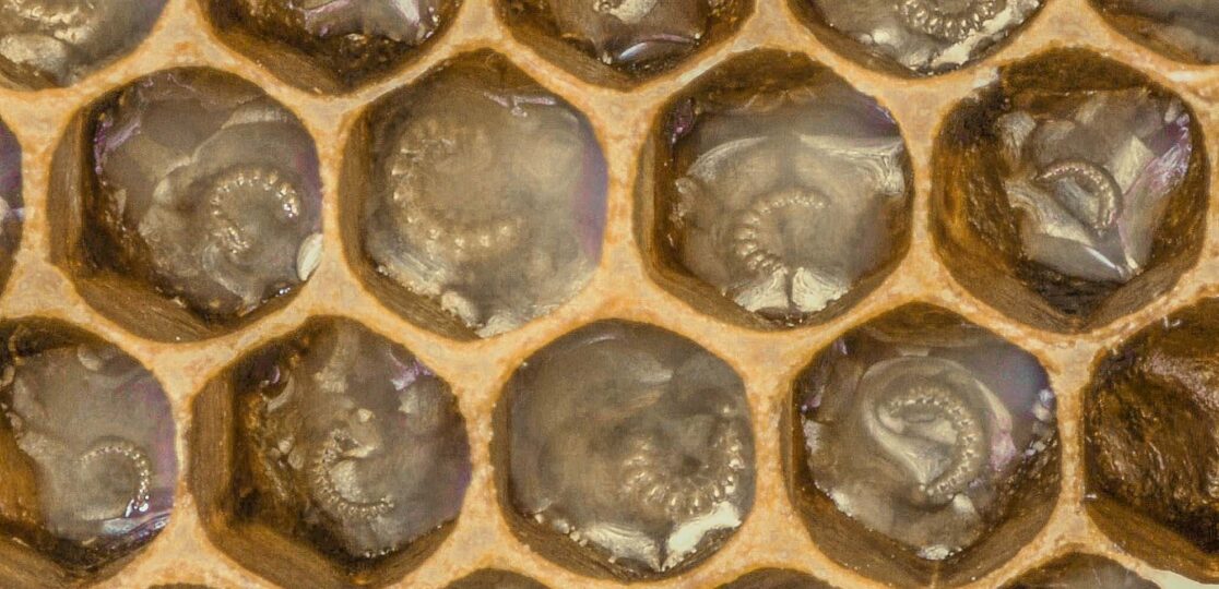Teilweise Entwarnung bei Varroa-Mitteln im Bienenwachs