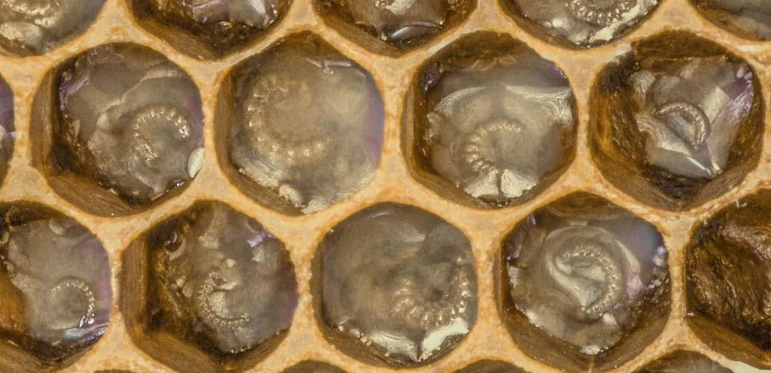 bienenwachs-agroscope Teilweise Entwarnung bei Varroa-Mitteln im Bienenwachs