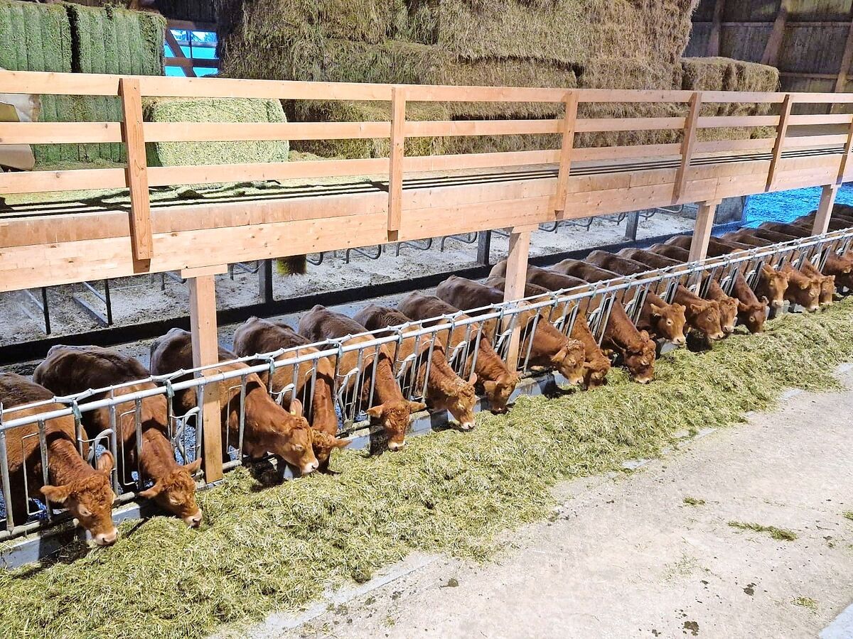 Einblick in den Limousin-Zuchtbetrieb von Familie Emmenegger, Roorberg, Schüpfheim LU.
