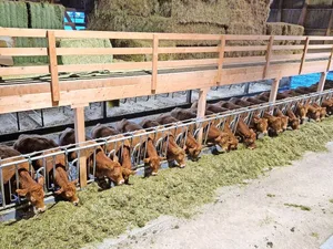Einblick in den Limousin-Zuchtbetrieb von Familie Emmenegger, Roorberg, Schüpfheim LU.