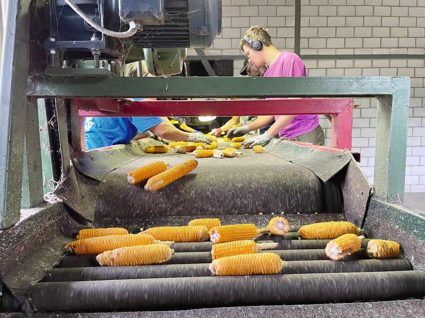 Im Verarbeitungszentrum in Cadenazzo werden verschimmelte oder mangelhafte Kolben von Hand aussortiert. Eine anstrengende Arbeit, vor allem wenn zur Erntezeit noch hochsommerliche Temperaturen das Gebäude wie einen Backofen aufheizen.