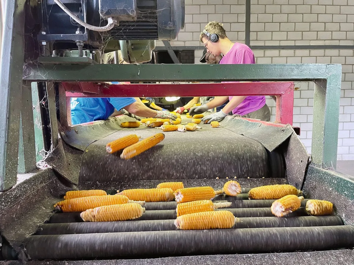 Im Verarbeitungszentrum in Cadenazzo werden verschimmelte oder mangelhafte Kolben von Hand aussortiert. Eine anstrengende Arbeit, vor allem wenn zur Erntezeit noch hochsommerliche Temperaturen das Gebäude wie einen Backofen aufheizen.