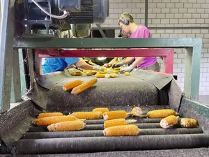Im Verarbeitungszentrum in Cadenazzo werden verschimmelte oder mangelhafte Kolben von Hand aussortiert. Eine anstrengende Arbeit, vor allem wenn zur Erntezeit noch hochsommerliche Temperaturen das Gebäude wie einen Backofen aufheizen.