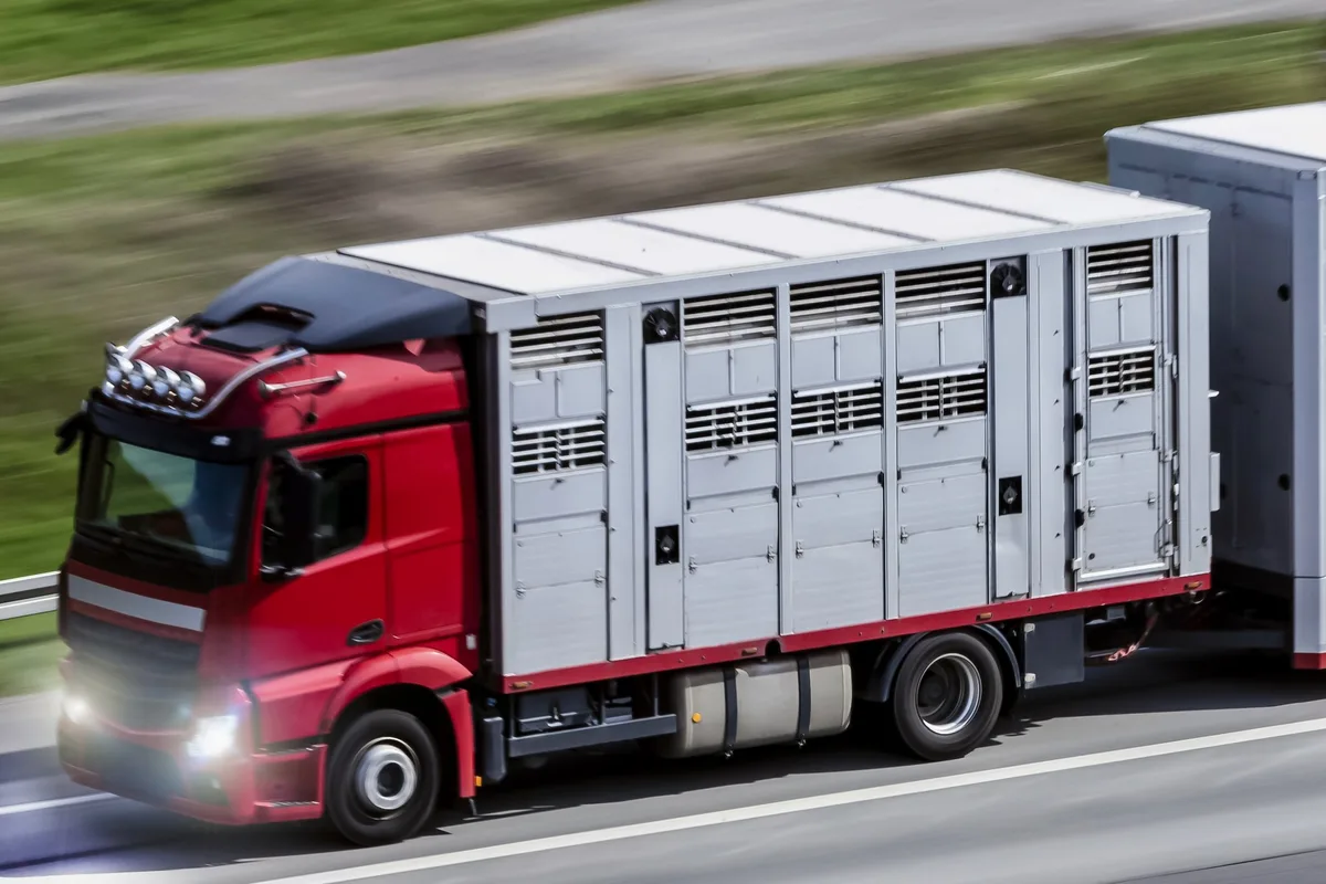 Mehrstöckiger Lastwagen für Tiertransporte auf der Autobahn.