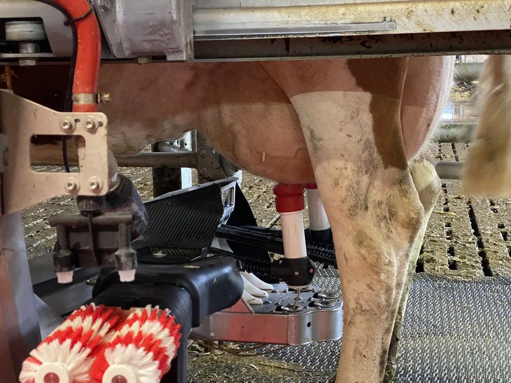 ZS-C-31-Arbeit-Melkroboter-2sp Zuviel Arbeit ist ungesund