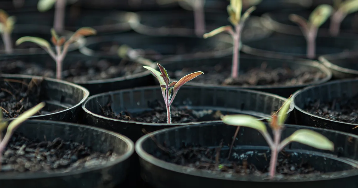 tomatensetzlinge_andreasgoellner Die Pestizidfrei-Aktionswoche soll informieren und Alternativen zeigen