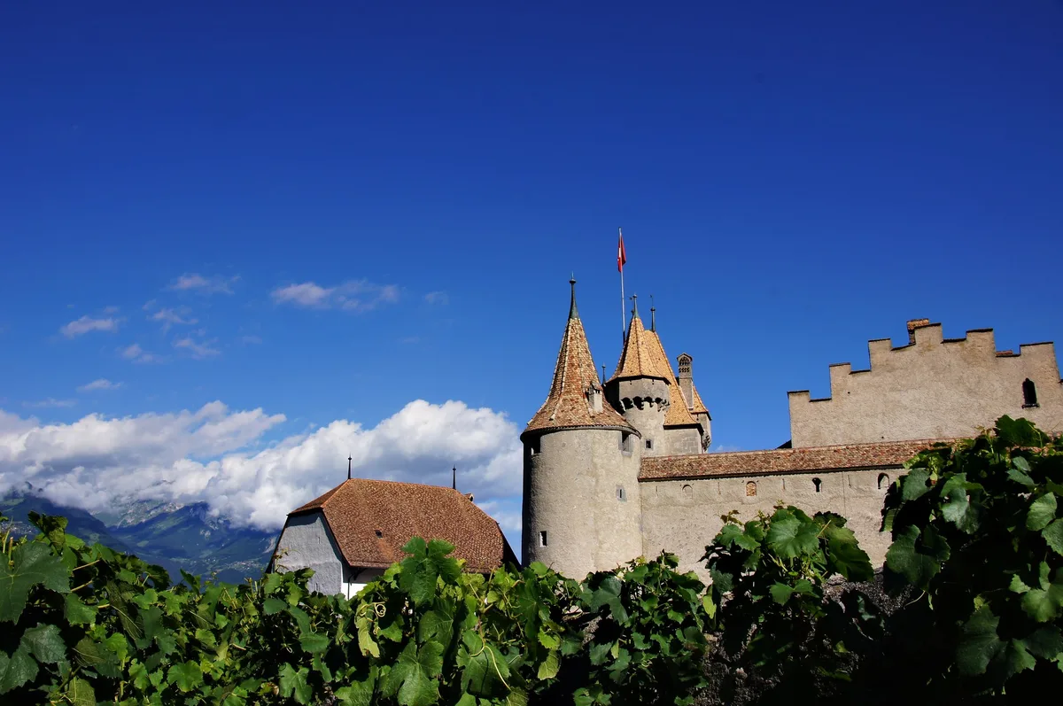 20120709_reben_aigle_ji Der Weinbau in der Schweiz