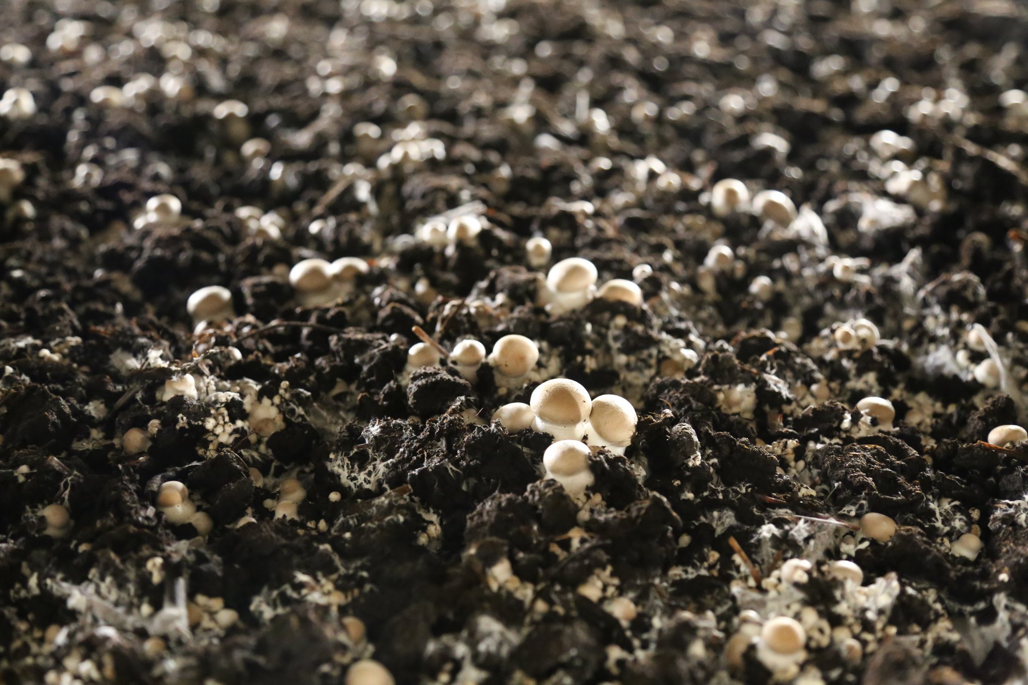 Mit der Kraft des Wassers werden in Aigle Champignons produziert