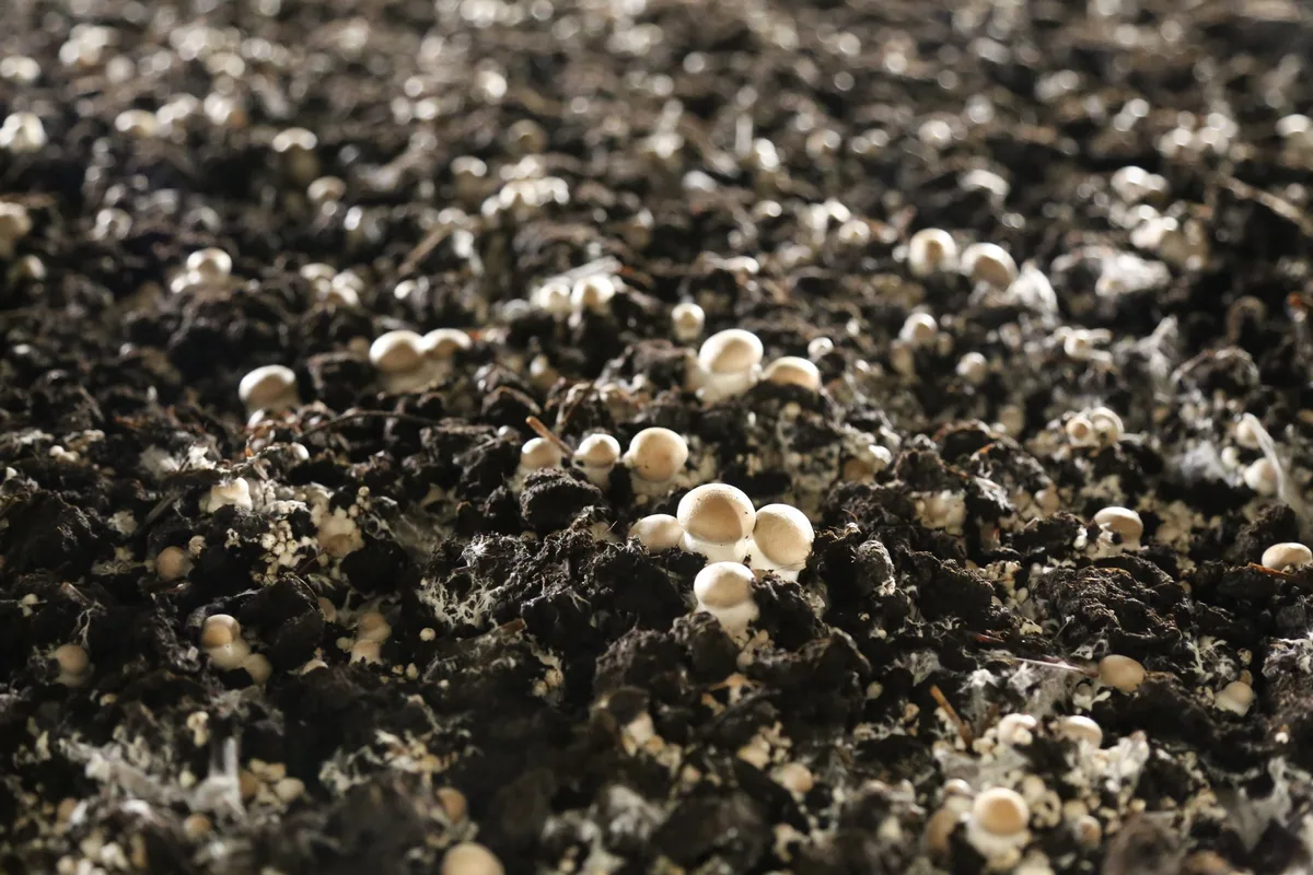 Champignon-braun_Stadler-Champidistribution_rho Mit der Kraft des Wassers werden in Aigle Champignons produziert