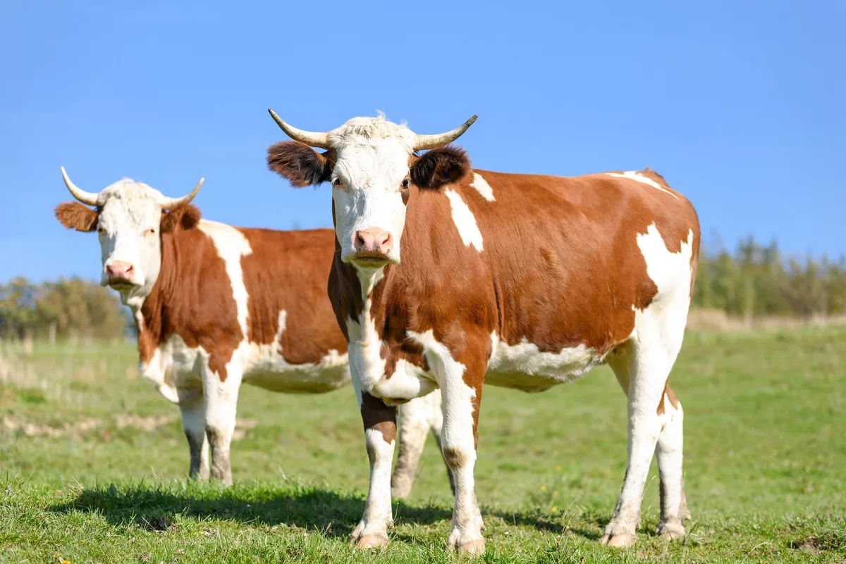 cows-on-pasture-g322d5a357_1920 Ziemlich wilde Rinder