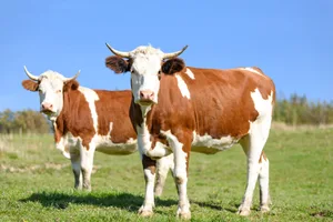 Die behornten Rinder von Landwirt Herrmann Maier sind 365 Tage im Jahr draussen (Symbolbild).