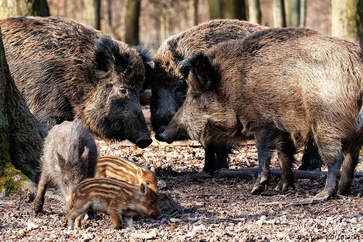 Die Wildschweinschäden in der Landwirtschaft sind unter Kontrolle