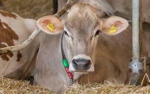 Hoher Energiebedarf: Die beste Behandlungsmassnahme bei subklinischer Ketose sei gemäss Studien noch immer die orale Gabe von Propylenglykol während fünf Tagen.