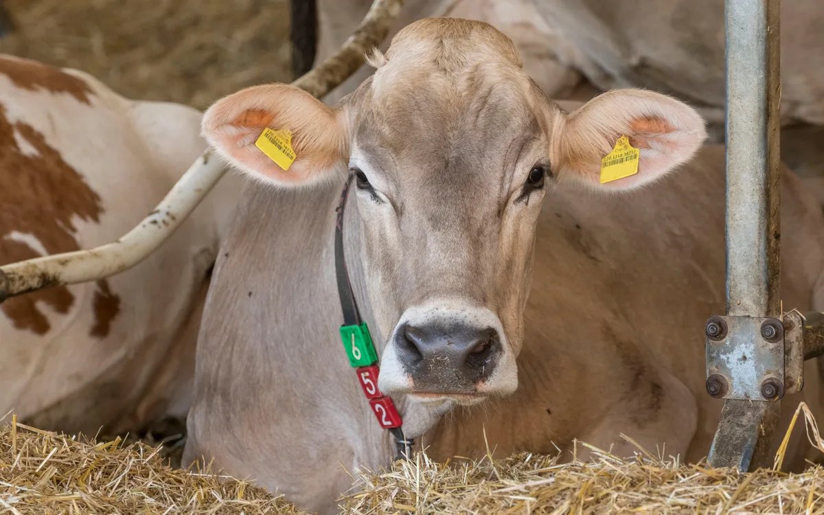 Dossier-Bild_FadF Wie ein Bluttest subklinische Ketose bei Kühen aufdeckt