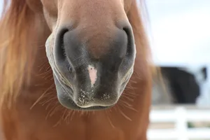 Mit jedem Atemzug bewegt ein Pferd 5 bis 8 Liter Luft. Bei körperlicher Leistung steigt die Atemfrequenz auf über 120 pro Minute.