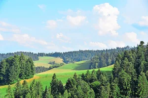Die Waldgrenze verschiebt sich nach oben, auch die Baumartenzusammensetzung wandelt sich.