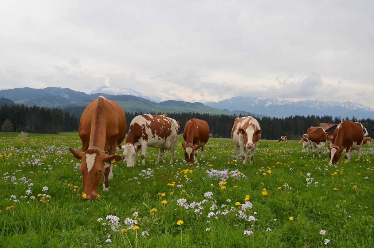 «Graslandnutzung ist Teil der Ernährungssicherheit»