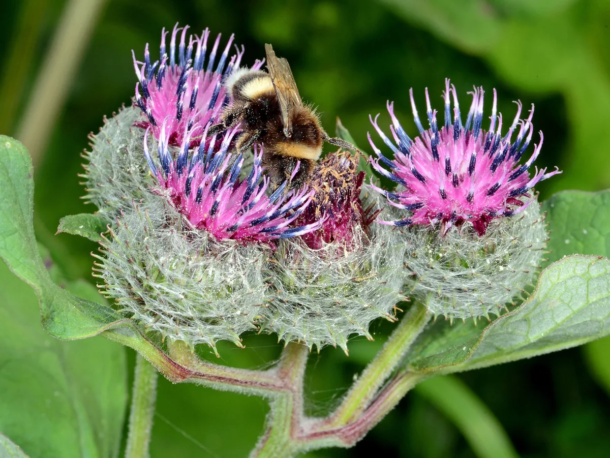 b606c94534aab5238a47f8a94de2b1744c835b95 Insekten brauchen Lebensräume, in denen sie auch für sie geeignete Futterpflanzen finden. Denn nicht jedes Insekt kann sich von jeder Blume ernähren. (Bild zVg / Armin Heitzer)