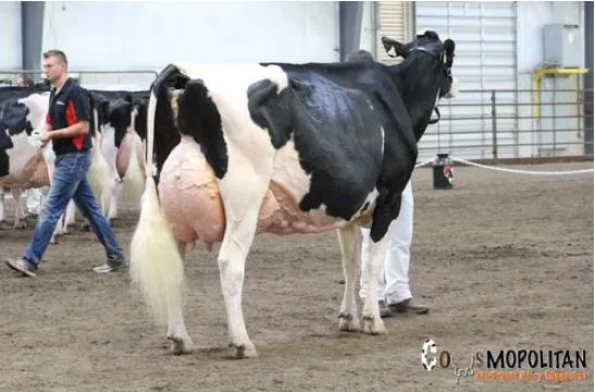 864fcb22871e5ab0282f0bd881b56b26d35ae781 Sie siegte bei den Holstein: Rosiers Goldwyn Blexy. (Bild Cowsmopolitan)