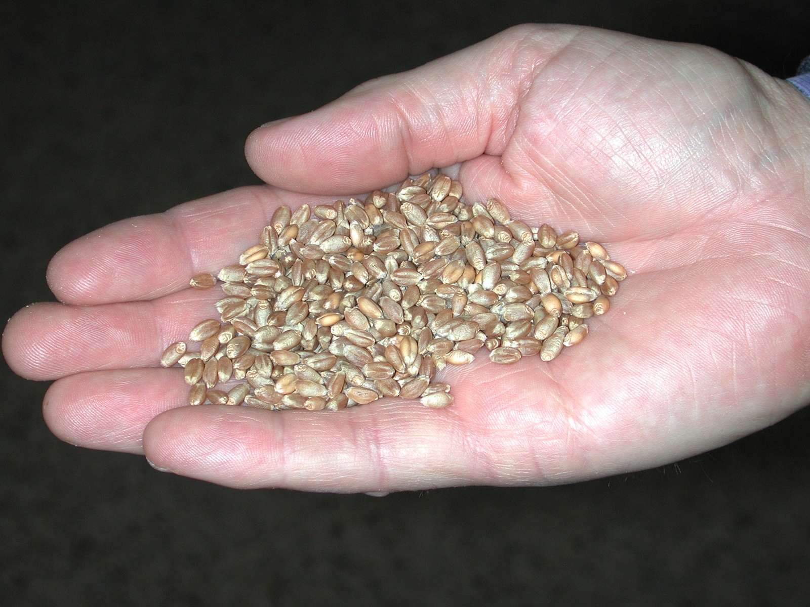 Höhere Preise für Knospe-Futtergetreide