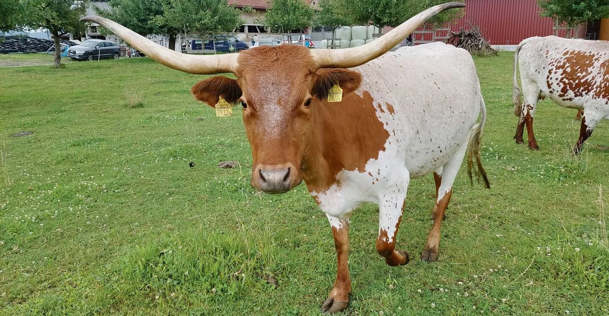 Die Hörner können eine Spannweite von bis zu 2,5 Metern erreichen.