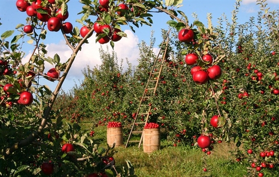 Zulieferer der Firma Zuber sind über 100 Obstbauern im Einzugsgebiet Baselland, Schwarzbubenland und Fricktal. (Symbolbild pixabay)