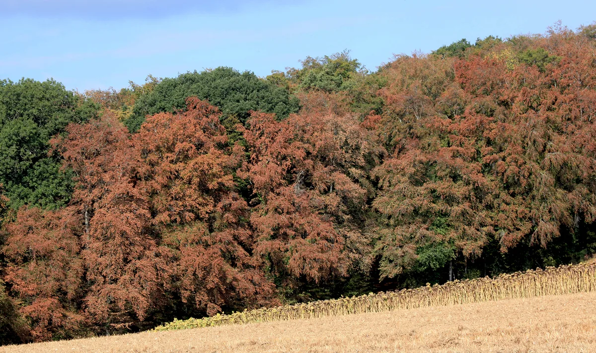 Braune Buchen 2018 Vorzeitiger Herbst: Bereits im Sommer 2018 verfärbten sich Buchen infolge von Trockenstress braun. Auch 2026 zeigt sich, wie entscheidend es ist, solche Bäume nicht nur kurzfristig zu beurteilen, sondern ihre Entwicklung über mehrere Jahre zu beobachten.