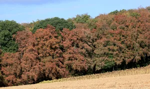 Vorzeitiger Herbst: Bereits im Sommer 2018 verfärbten sich Buchen infolge von Trockenstress braun. Auch 2026 zeigt sich, wie entscheidend es ist, solche Bäume nicht nur kurzfristig zu beurteilen, sondern ihre Entwicklung über mehrere Jahre zu beobachten.