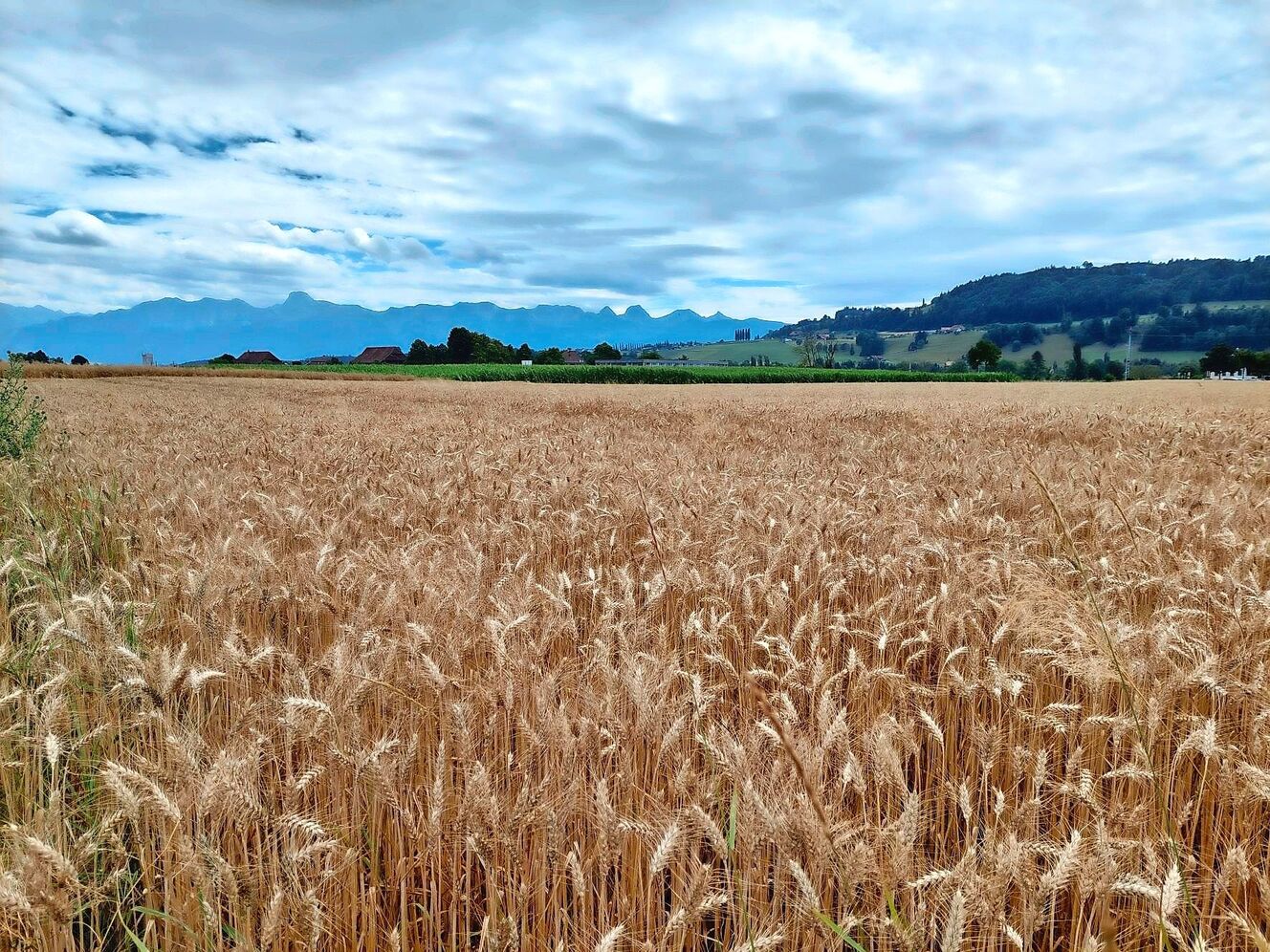 Ueli Zaugg verpachtet unter anderem diese Parzelle in Münsingen BE.