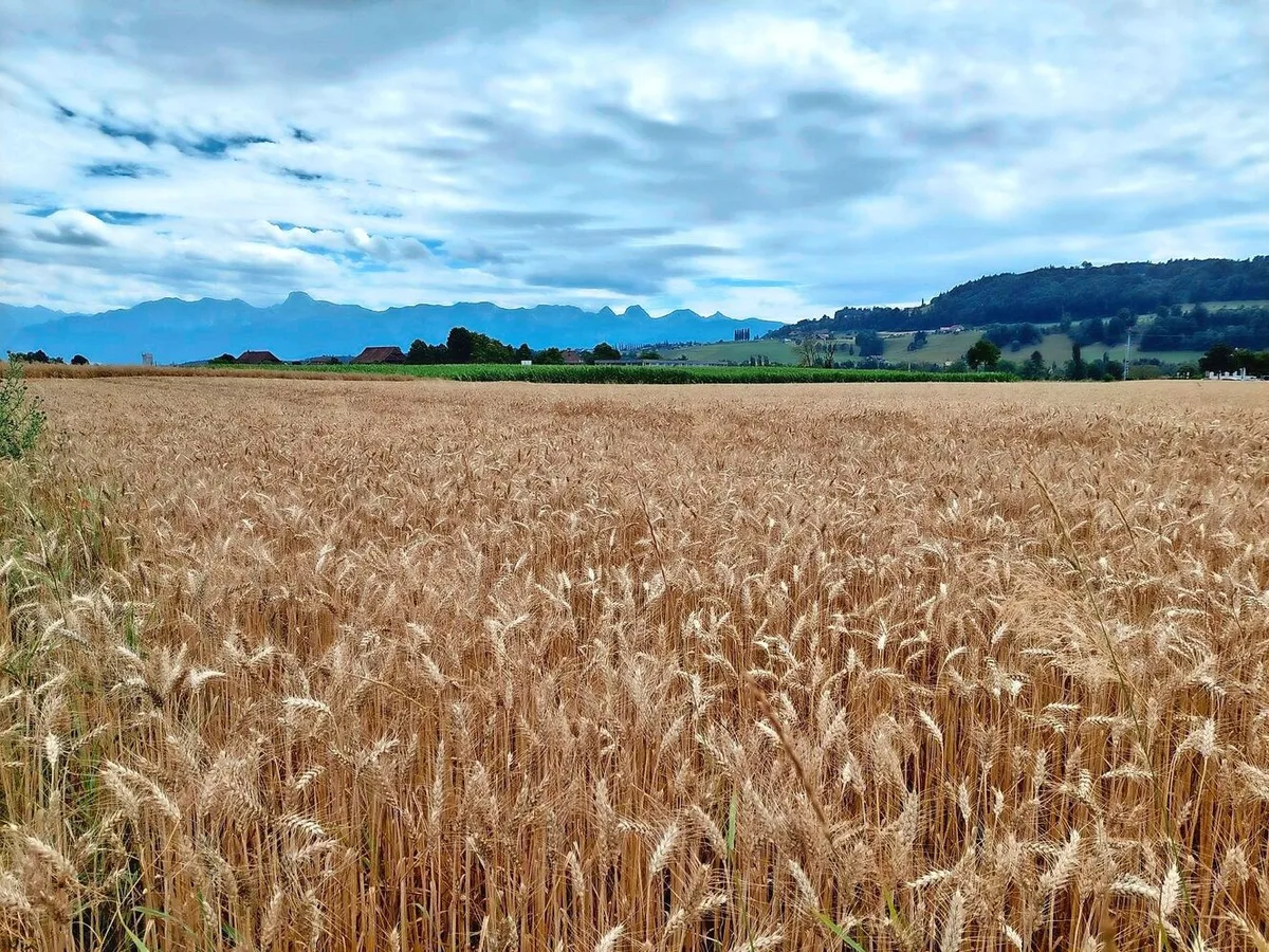 Ueli Zaugg verpachtet unter anderem diese Parzelle in Münsingen BE.
