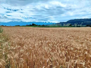 Ueli Zaugg verpachtet unter anderem diese Parzelle in Münsingen BE.