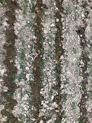 Besonders in niederschlagsarmen Sommermonaten sollte die Gülle verdünnt werden. Sonst droht eine Blattverätzung.