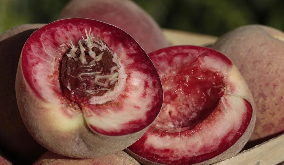 roter-pfirsich-psr Rote Weinbergpfirsiche als Plus für Weinbauern und Biodiversität