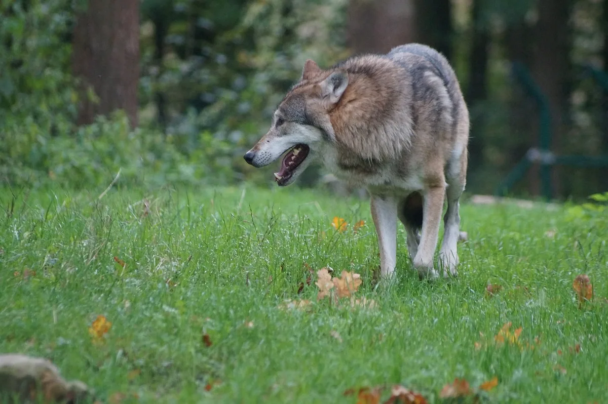 wolf_nancy_steffems Bundesrat: «Basisregulation» von Wolfsrudeln und mehr Rassen für Herdenschutzhunde