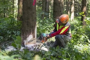 Schweizer Holz soll in der Schweiz bleiben – in den zentralen Landesteilen scheint das gut zu funktionieren. (Bild zVg)