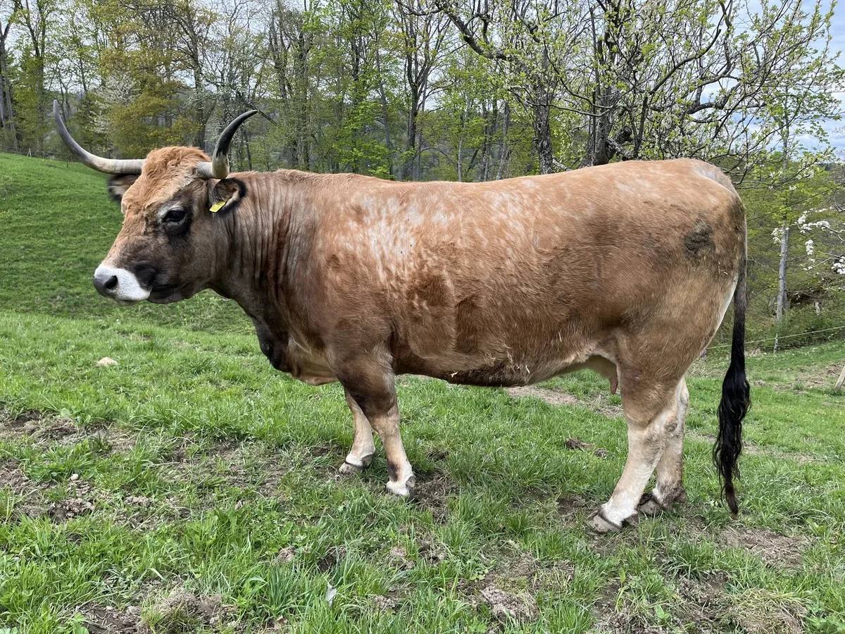 IMG_2026 Biohof im Schiessgebiet: Rebekka Strub setzt auf Zebus, Aubrac und Vertrauen