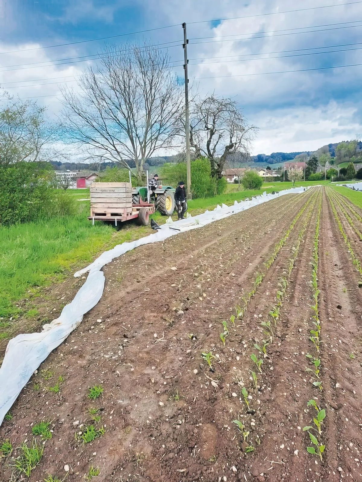 Weisse Felder im Frühling – viel Arbeit mit der Folie