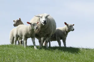 Die Britischen Landwirte melden vor allem viele gestohlene Rasseschafe. (Bild Pixabay)