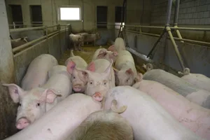 Zu viele Schlachtschweine auf dem Markt: Jager-Export soll für Entlastung sorgen.