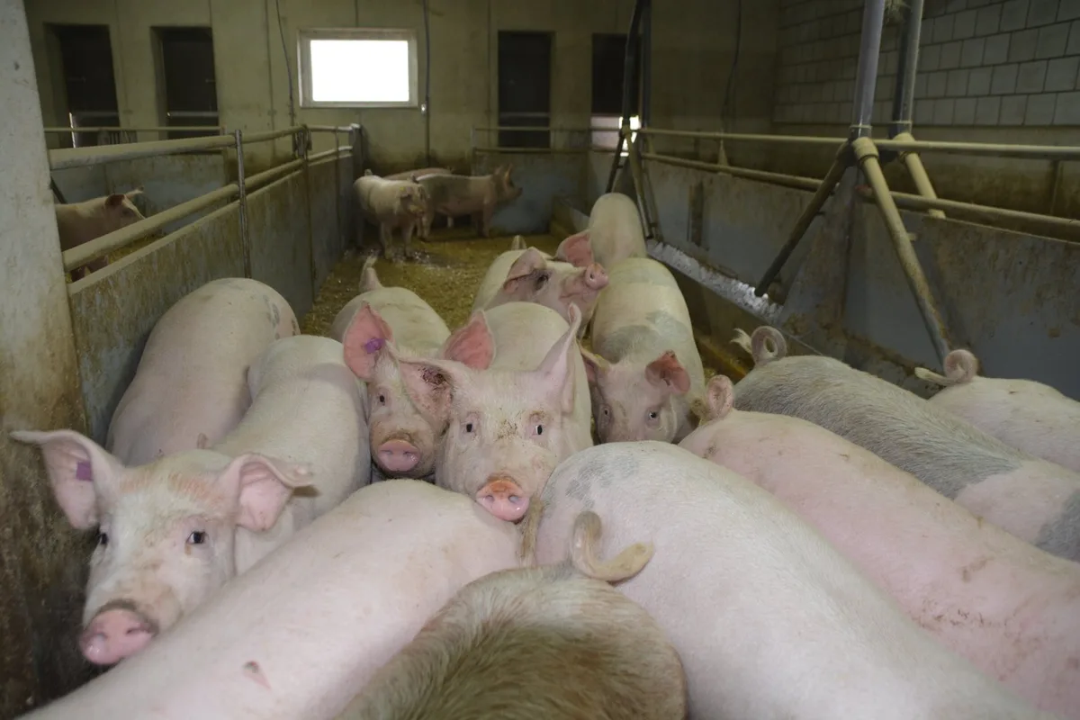 Schweinemarkt25226 Schweinemarkt in der Krise: Jager-Export soll für Entlastung sorgen