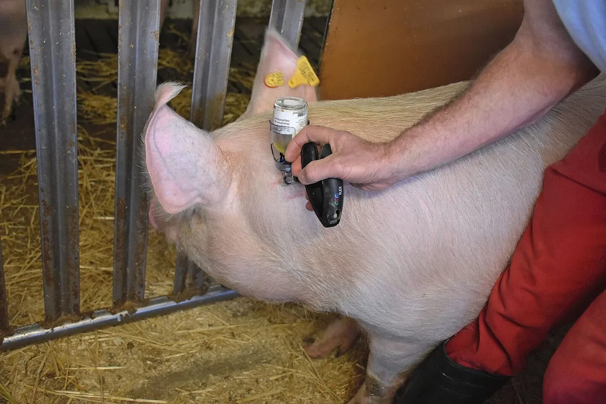 4a362f382925af7eb122958e643106ff021654cf51ded7659289ec7ae6d4606a Einem Schwein wird die Impfung iniziiert.