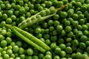 Erbsen sind im Gegensatz zu den meisten anderen Hülsenfrüchten auch roh geniessbar. Ausserdem enthalten sie viel Vitamin C und B2 und sind sehr eiweissreich. (Bild Pixabay)