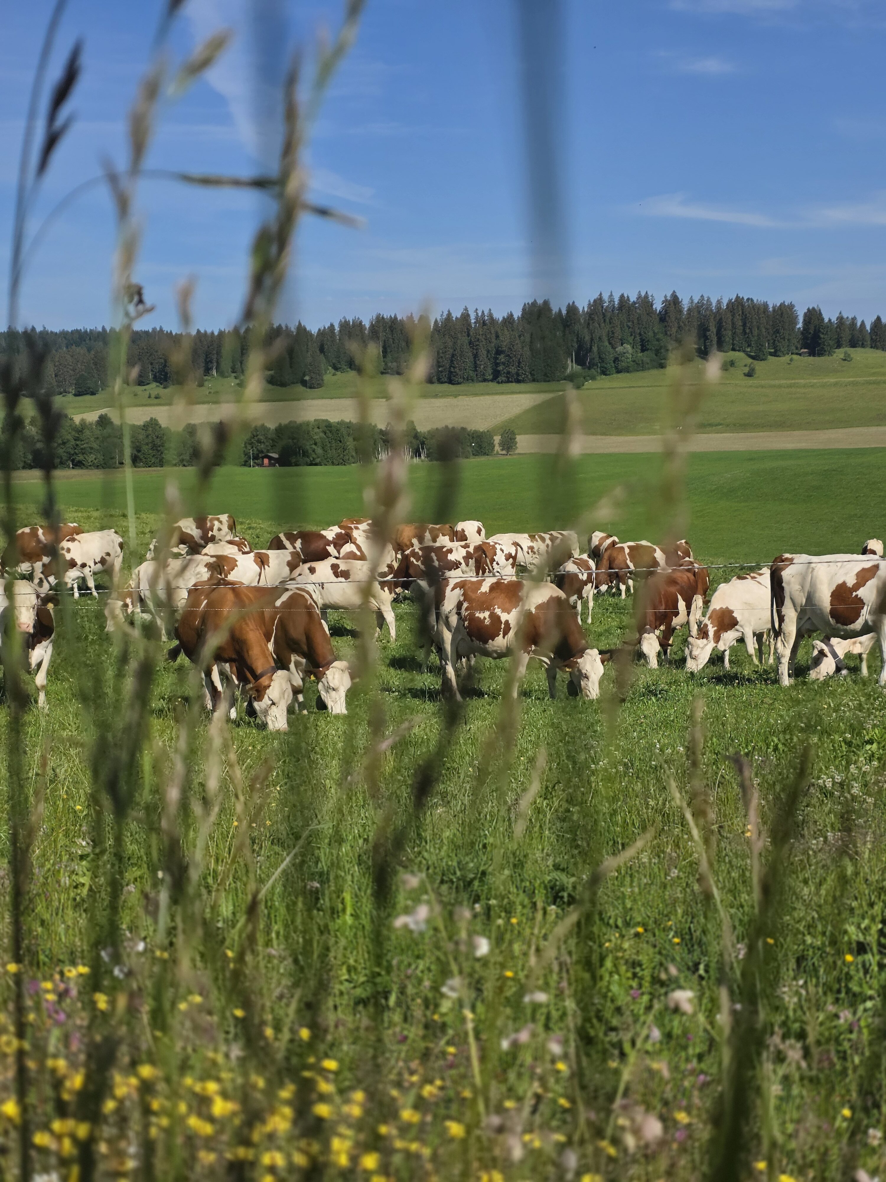 Milchkühe sind die Treiber wenn es um den Antibiotikaverbrauch in der Schweizer Nutztierhaltung geht. 