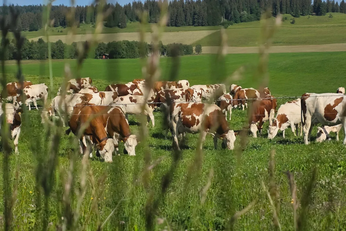 Kühe auf der Weide Milchkühe sind die Treiber wenn es um den Antibiotikaverbrauch in der Schweizer Nutztierhaltung geht.