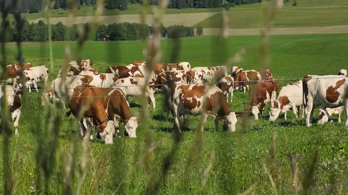 Kühe auf der Weide Milchkühe sind die Treiber wenn es um den Antibiotikaverbrauch in der Schweizer Nutztierhaltung geht.
