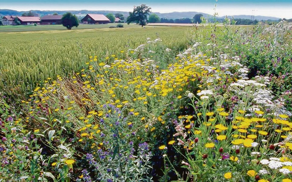006889585d18ad19d89486dbfffe61f217bfc836012ad6ba47c8ec6aa6c445e8 Dieses Bild dürfte ab 2024 häufiger zu sehen sein: Amtlich geforderte Ackerbegleitflora.