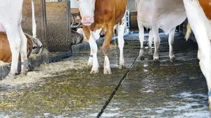 3D-Gummiauflage mit Gefälle zur Harnrinne in einem Rindviehstall. Rascher Harnabfluss reduziert die Ammoniakbelastung markant.